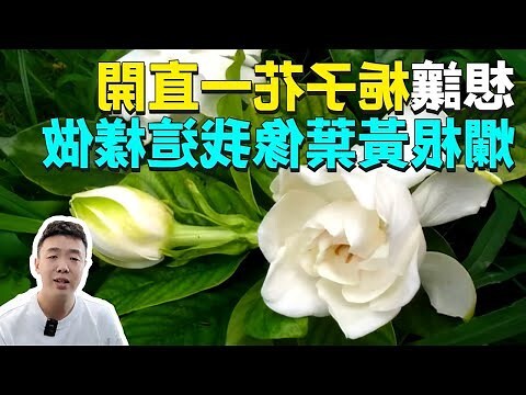 梔子花 室內